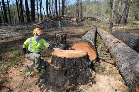 Oregons Post Fire Logging Is Taking Trees That May Never Be Hazards