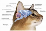 Cerebro Y Sistema nervioso de un gato