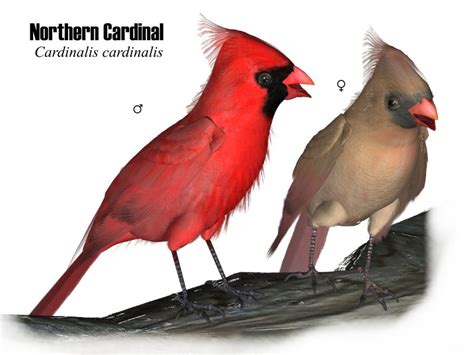 Northern Cardinal Songbirdremixwiki