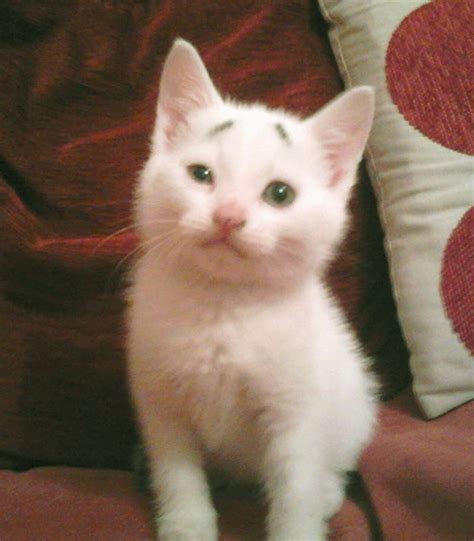 8 Week Old Kitten Born With Permanently Worried Looking Eyebrows Bored Panda