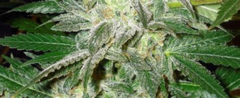 Pure Afghan Cannabis Strain Information And Review Ilgm