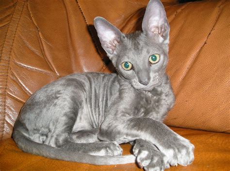 Cornish Rex Cat On A Sofa Wallpapers And Images Wallpapers Pictures