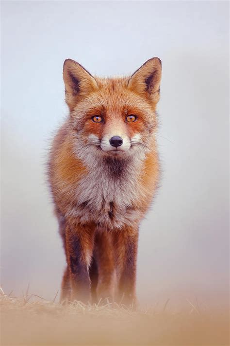 Foggy Fox Photograph By Roeselien Raimond Fine Art America