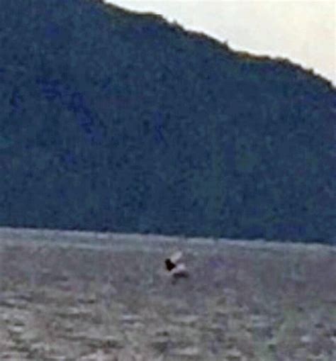 new sightings of loch ness monster at their highest in more than a decade daily mail online