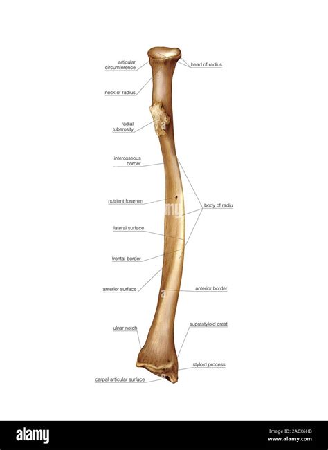 Ilustración Del Radio Hueso Esta Vista Anterior Etiquetada Ilustración