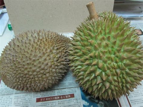 Venue anjung indah, balik pulau, penang. The Mike's Home: Durian Season in Penang