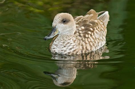 Marbled Teal Duck Pictures