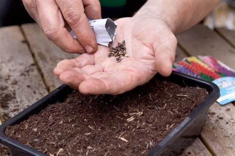 How To Grow Lupins In Pictures Bbc Gardeners World Magazine