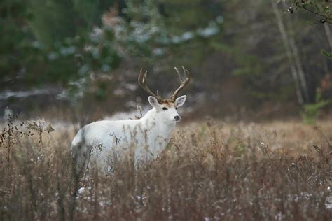 White Buck Photograph By Brook Burling Fine Art America