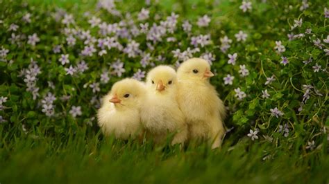 Chicks Wallpapers Wallpaper Cave