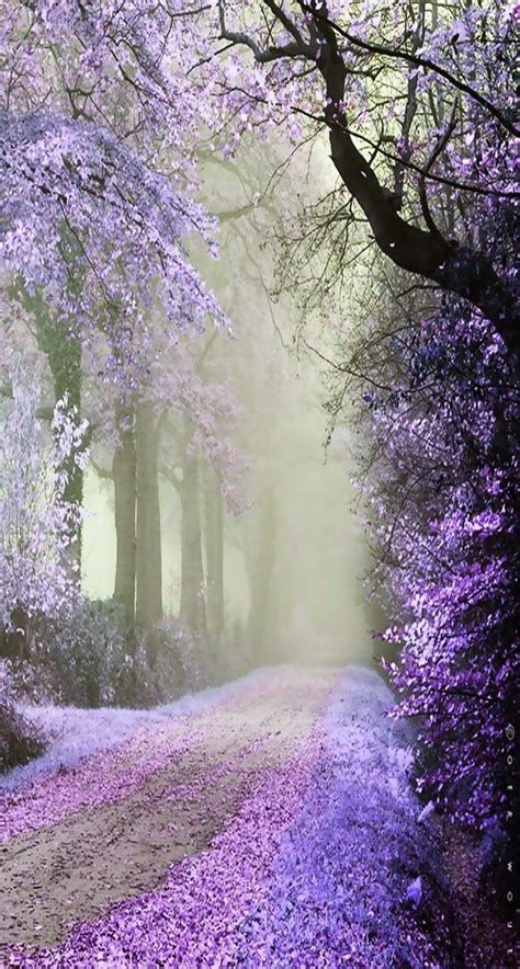 344 Best Pink And Purple Scenery Images On Pinterest