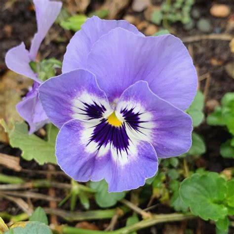 Pansy Meaning Ever Wondered What This Flower Symbolizes Lets Find Out