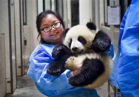 Ready To Be A Panda Nanny 6 Things You Should Know