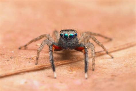 Woman Discovers New Species Of Spider With Eight Eyes