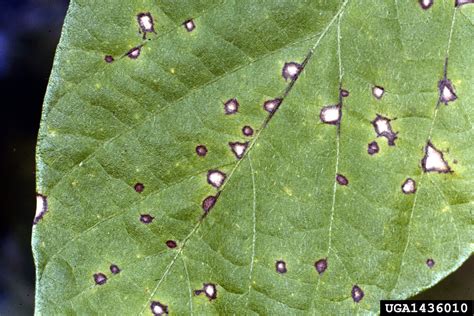 Frogeye Leaf Spot Cercospora Sojina On Soybean Glycine Max 1436010