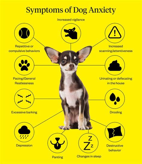 How Can I Control My Dogs Anxiety Tips And Tricks