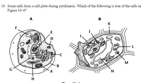 Another Biology Oneplease Help Asap Aboth Cells Form Cell Plates