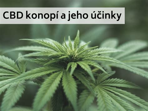 Co Je Cbd Konopí A Jaké Jsou Jeho účinky Choosegreencz