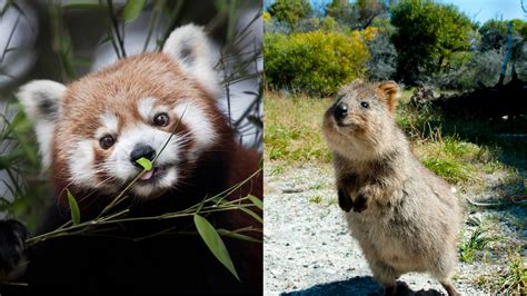 Just 11 Very Underrated Cute Animals That Deserve To Go