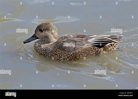 Falcated Ducks Female Hi Res Stock Photography And Images Alamy