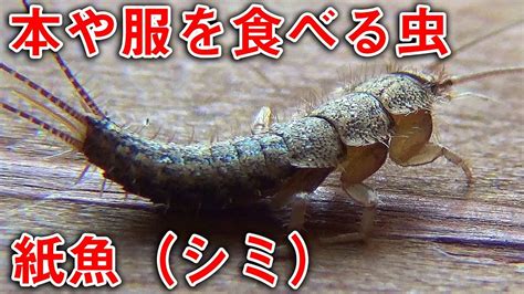A webbing clothes moth larva, which takes. 服や本を食べる虫 | Insects that eat the clothes and books - YouTube
