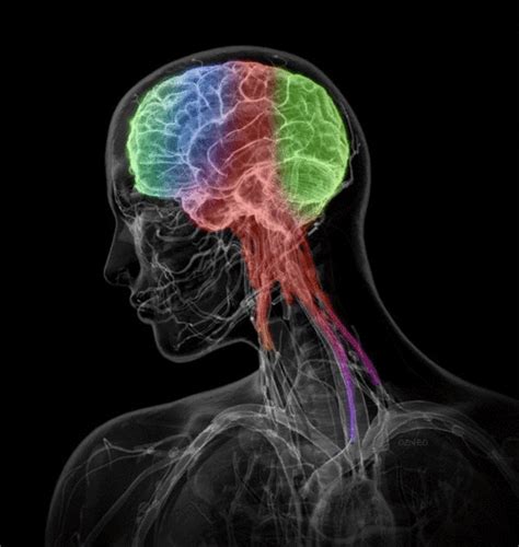 Sistema Nervioso Central Mind Map