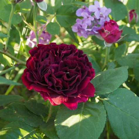 Rosa Souvenir Du Docteur Jamain In 9cm Pot Fraser Valley Rose Farm