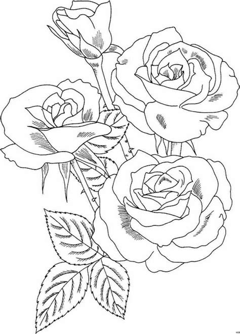 Pinto Dibujos Rosas Para Colorear