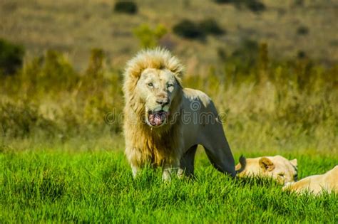 Big African White Lion Pride In Rhino And Lion Nature Reserve In South