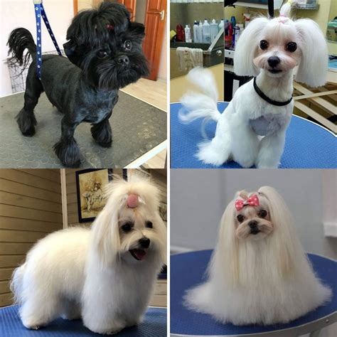 30 Best Maltese Haircuts For Dog Lovers The Paws