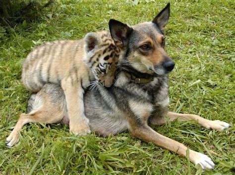 45 Adorable Animal Odd Couples Animals Friendship Unlikely Animal