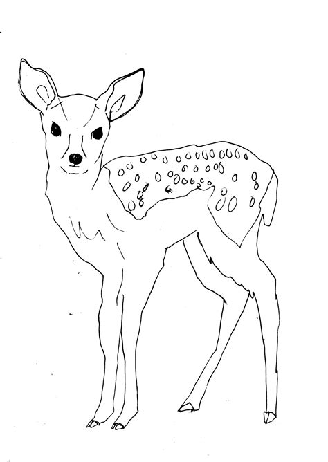 Deer Fawn Drawing