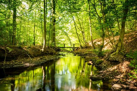 Green Forest With A River Running Through Stock Image Colourbox