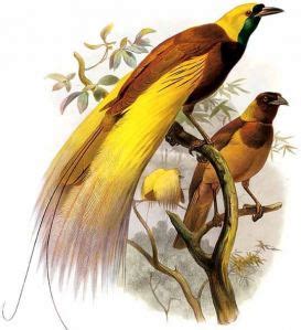 Gambar 7 burung tercantik dunia gambar di rebanas rebanas via rebanas. Birds of Paradise, Burung Paling Indah di Dunia - Media Info