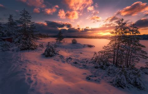 Wallpaper Winter Forest The Sky Clouds Snow Trees Sunset Norway