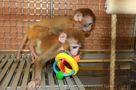 Child Health Benefits From Studies Of Infant Monkeys Part 1