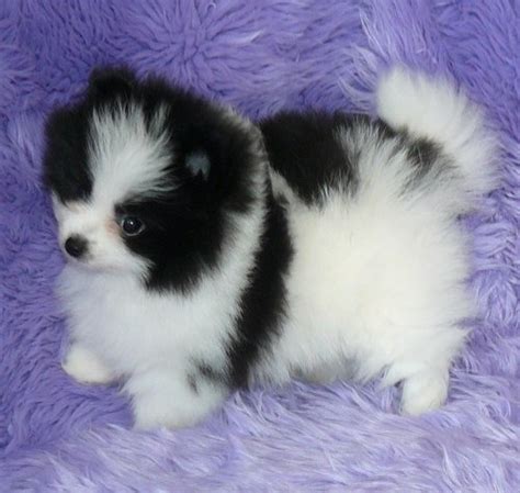 Check out the dogs available for adoption from our shelter! Pomeranian puppies for adoption