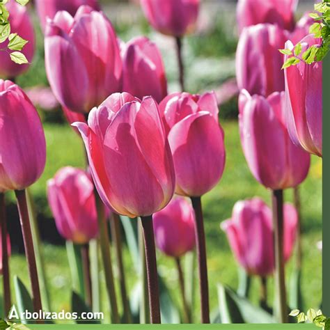 ¿que Es Un Tulipán Su Historia Y Características Tulipanes Flores