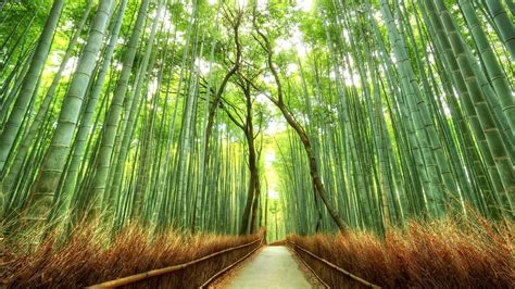1920x1080 Landscape Bamboo Path Japan Nature Fence Forest Wallpaper And