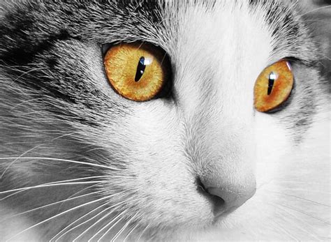 Eye Infections In Cats Types Symptoms Causes And Diagnosis Pethelpful