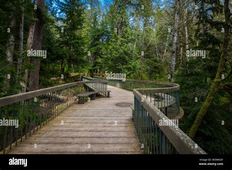 Wooden Bridge In The Forest Stock Photo Alamy