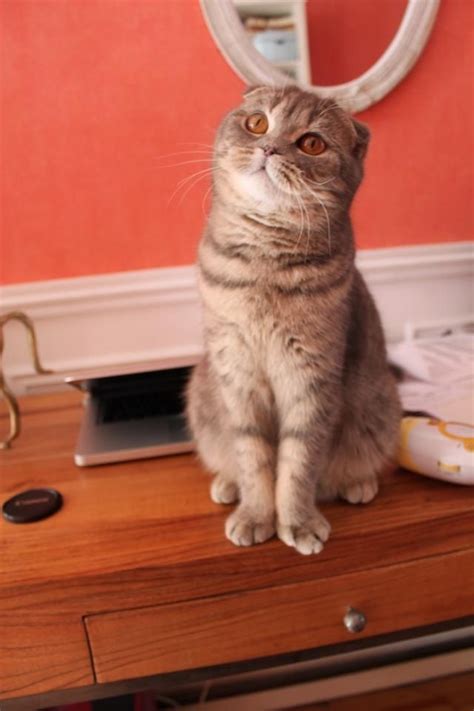 Pin By Alia Phibes On Scottish Folds Are Pretty Much The Greatest Thing