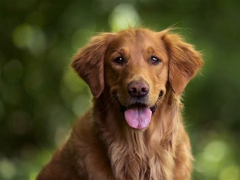 10 Most Affectionate Dog Breeds Petsfolio