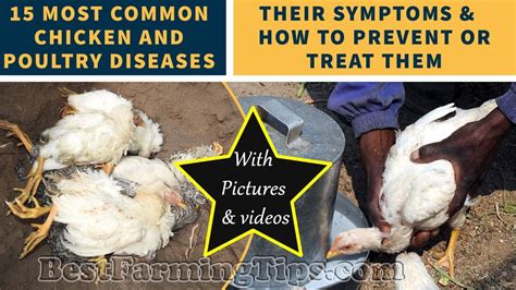 15 Most Common Chicken And Poultry Diseases Their Symptoms And How To