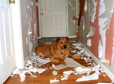Dogs Who Are Totally Happy They Destroyed Your House Life With Dogs