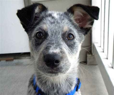 Adorable Blue Heeler Puppy Dogperday