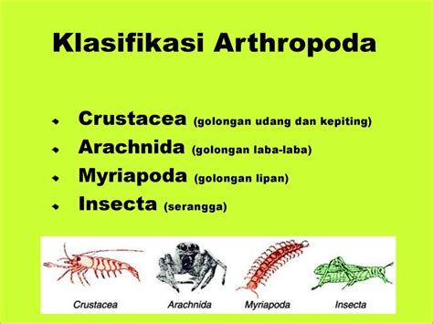 Kelompok Arthropoda Ujian