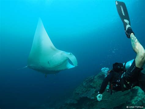 The Manta Ray Is Many Scuba Divers Favourite Animal