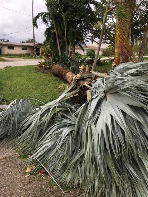 Hurricane Matt Palm Damage Discussing Palm Trees Worldwide Palmtalk