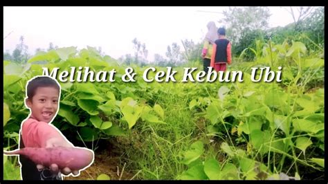 Melihat Dan Cek Kebun Ubi Di Sore Hari Youtube